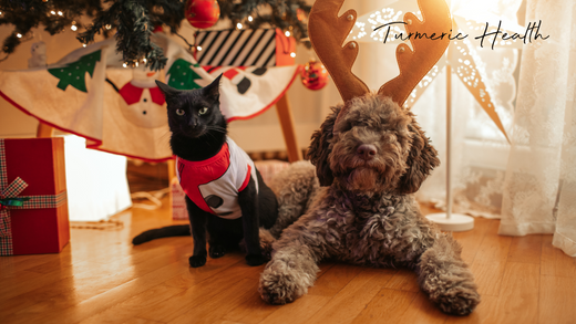 Golden Paste for dogs and cats