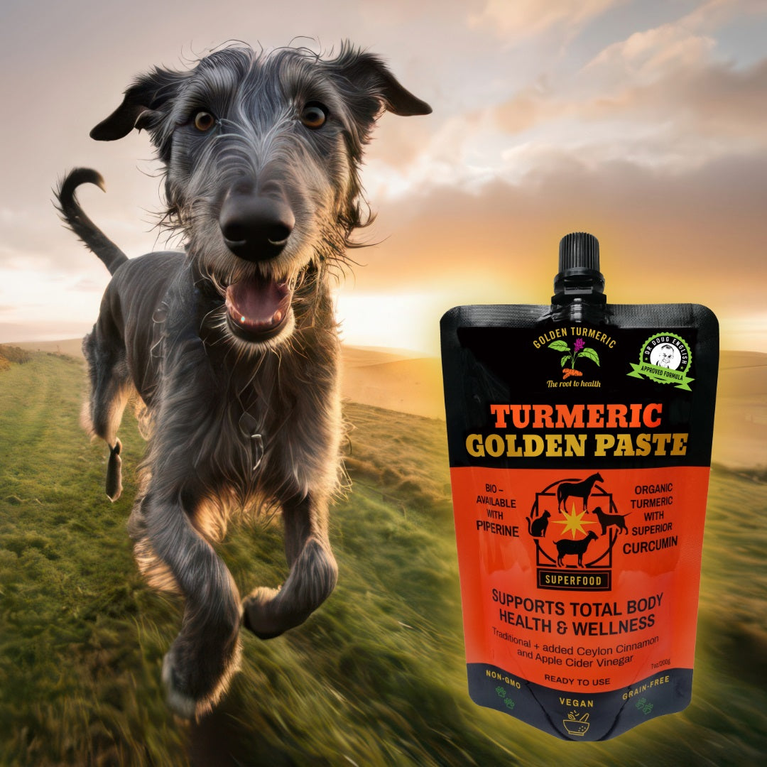 Golden Paste for Dogs